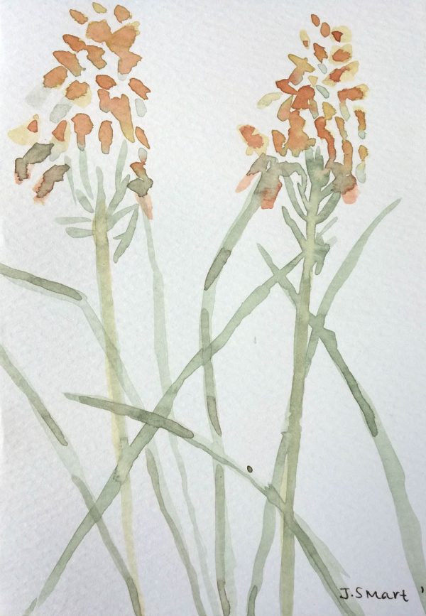 Aloe Cooperi 2021 – Watercolour on paper. 105mm x 148mm. Card