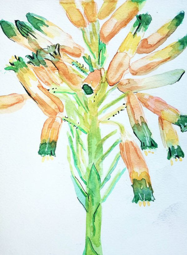 Aloe Cooperi2 2021 – Watercolour on paper. 210mm x 297mm