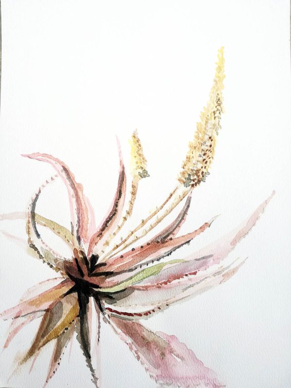 Aloe Spicata – Watercolour on paper. 297mm x 420mm