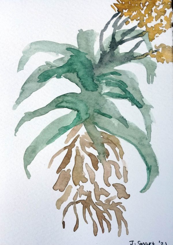 Aloe Thraskii 2 2021 – Watercolour on paper. 105mm x 148mm. Card