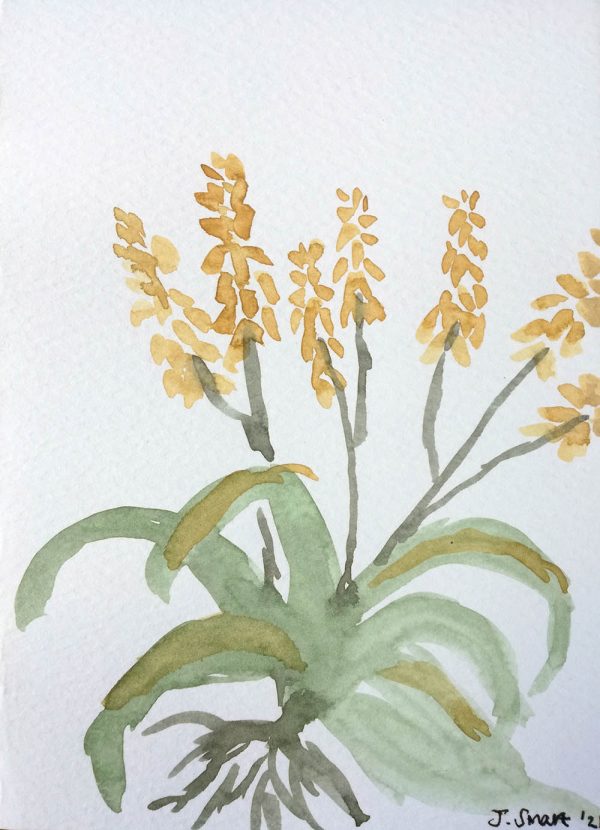 Aloe Vanbalenii 2021 – Watercolour on paper. 105mm x 148mm. Card