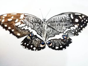 Butterfly 2 2021 – Watercolour on paper. 297mm x 420mm