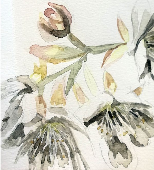 Dombeya 2021 – Watercolour on paper. 148mm x 210mm. Card