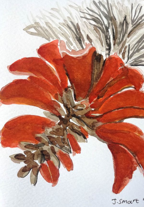 Erythrina Caffra 2021 – Watercolour on paper. 105mm x 148mm. Card