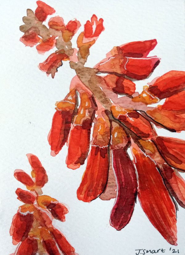 Erythrina Humeana 2021 – Watercolour on paper. 105mm x 148mm. Card