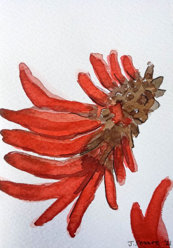 Erythrina lysistemon 2021 – Watercolour on paper. 105mm x 148mm. Card
