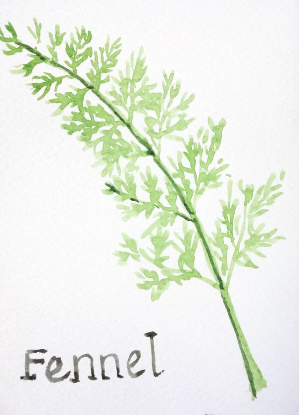 Fennel 2021 – Watercolour on paper. 148mm x 210mm