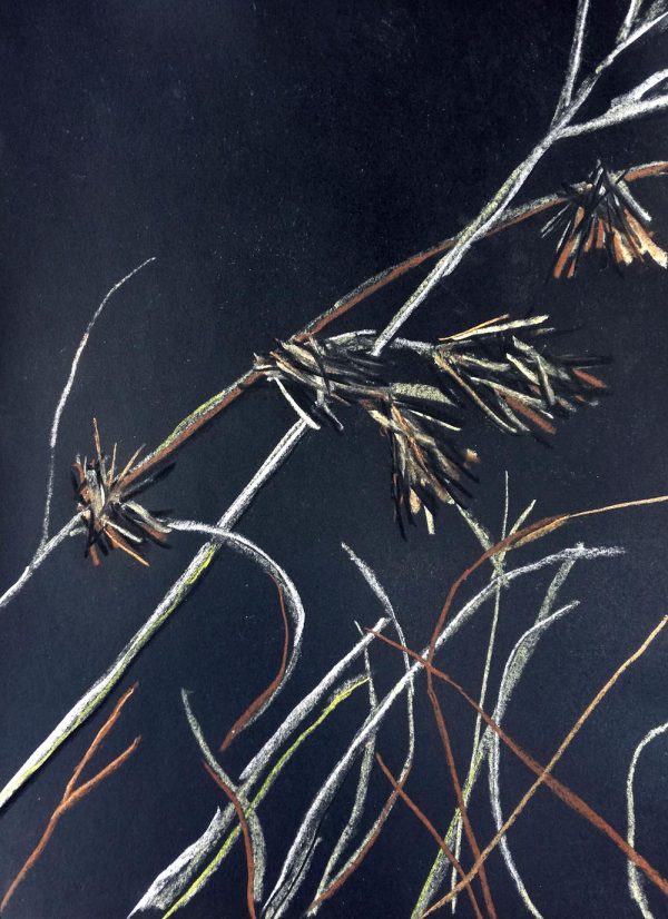 Grasses 2 2021 – Pastel on Paper. 210mm x 297mm