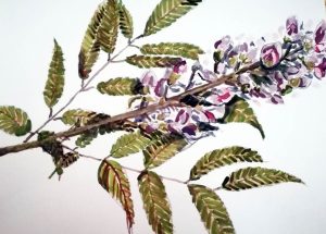 Umzimbeet 2020 – Watercolour on paper print. 297mm x 420mm