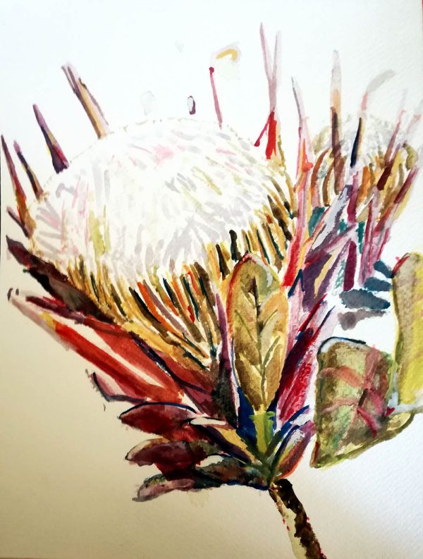 Protea 2020 – Watercolour on paper. 210mm x 297mm