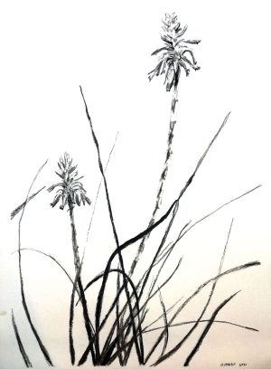 Aloe Cooperi 2021 – Watercolour on paper (Copy). 297mm x 420mm