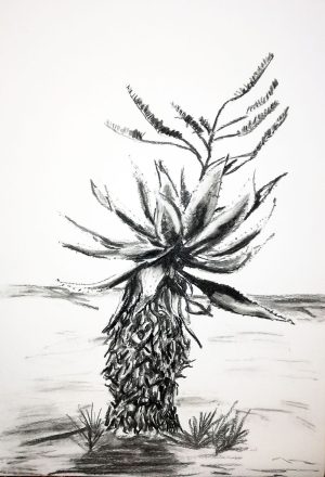 Aloe Marlothii 2021 – Charcoal on paper. 297mm x 420mm