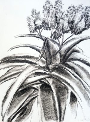 Aloe Thraskii 2021 – Charcoal on paper. 297mm x 420mm