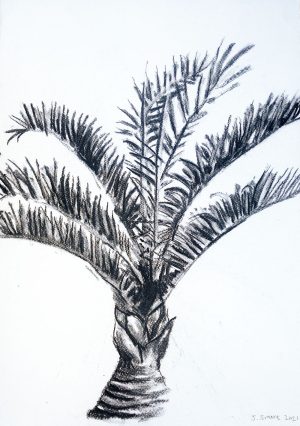 Cycad 2021 – Charcoal on paper. 297mm x 420mm
