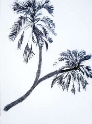 Phoenix Reclinata 2021 – Charcoal on paper. 210mm x 297mm