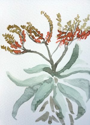 Aloe Marlothii 3, 2021. Watercolour on paper. 105mm x 148mm. Card