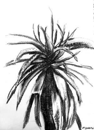 Aloe Ferox, 2021 – Charcoal on paper. 297 X 420mm.