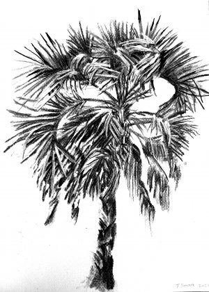 Absolutely Palmy 2, 2021 – Charcoal on paper. 210 x 297mm.