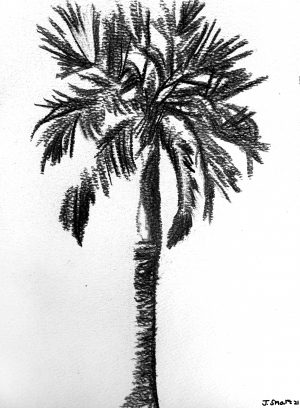 Absolutely Palmy, 2021. Charcoal on paper. 210x297mm.