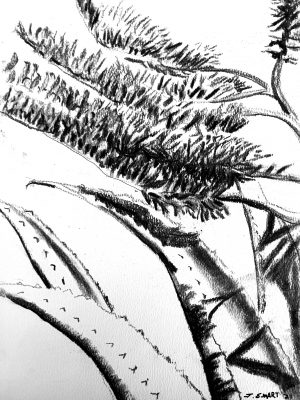 Aloe Marlothii, 2021 – Charcoal on paper. 297 x 420mm.