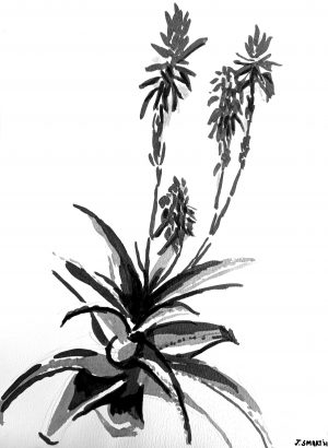 Aloe, 2021 – Ink on paper. 297 X 420mm.